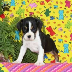Virginia, Boston Terrier Mix Puppy